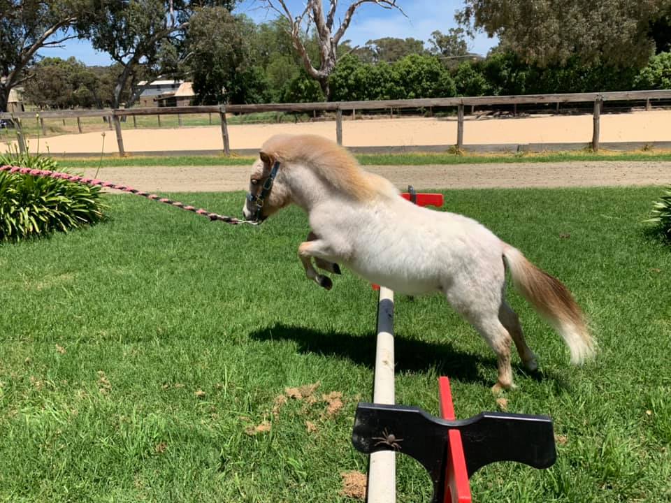 Fernbank Farm Horses Helping Humans & Mini Fun Times | 5735 Main S Rd, Wattle Flat SA 5203, Australia | Phone: 0418 846 700