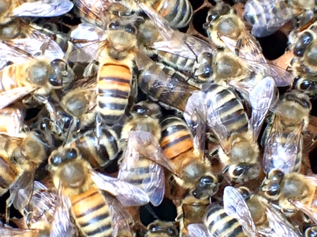 Becs BeeHive Beekeeping Supplies | 45 Trumpington Grove, Kallista VIC 3791, Australia | Phone: 0409 850 735