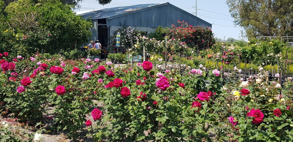 Swiss Rose Garden & Nursery | store | 38 Wollaston Ave, Haynes WA 6112, Australia | 0893991880 OR +61 8 9399 1880