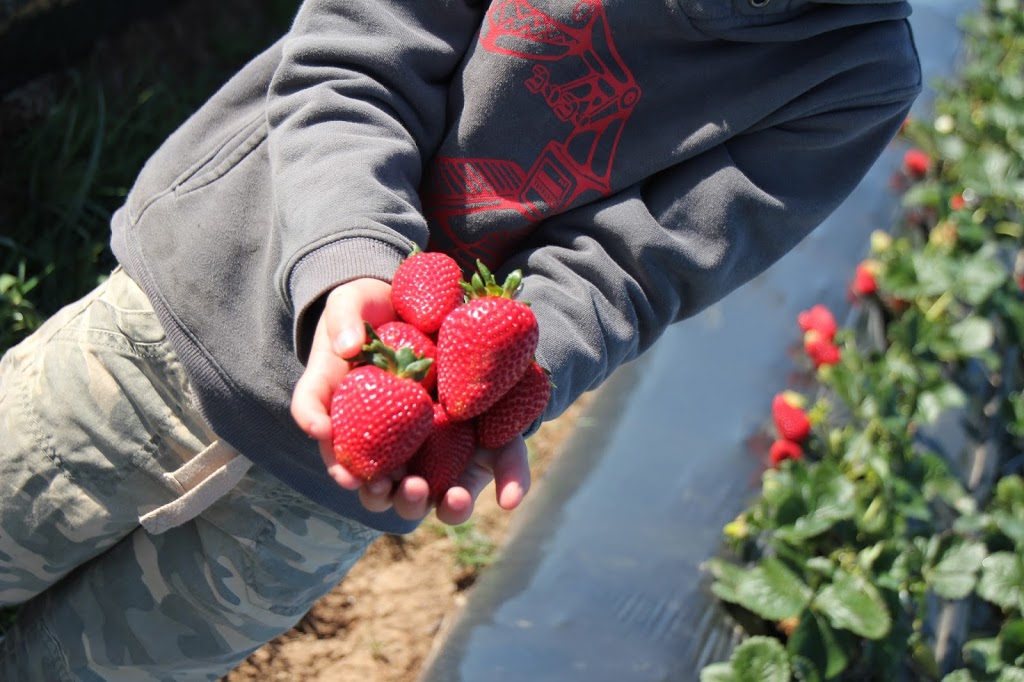 The Strawberry Pick |  | 359 Lady Augusta Rd, Echuca Village VIC 3564, Australia | 0414555044 OR +61 414 555 044