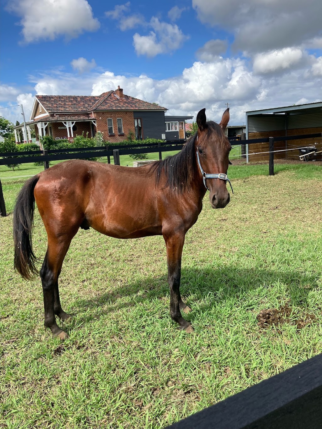 Hold Your Horses Maitland | 100 Louth Park Rd, South Maitland NSW 2320, Australia | Phone: 0425 806 081