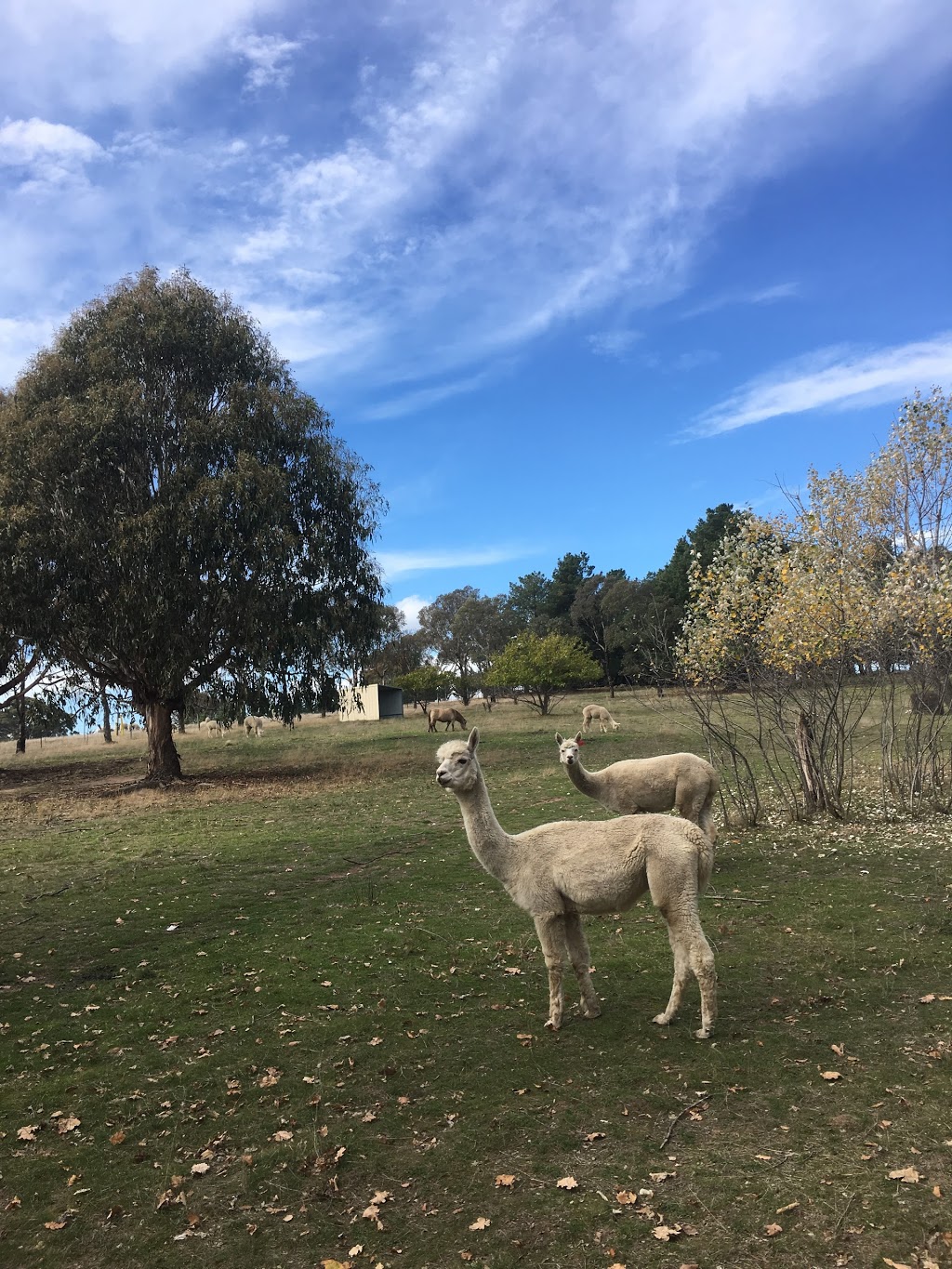 Gooda Creek Mushrooms |  | 29 Gooda Creek Rd, Murrumbateman NSW 2582, Australia | 0262268181 OR +61 2 6226 8181