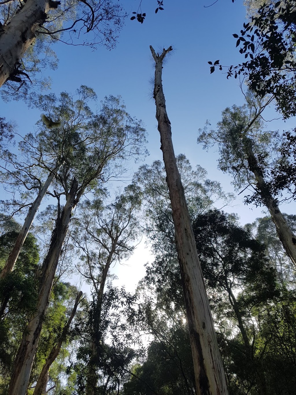 Kokoda Memorial Walk | park | Tree Fern Gully Track, Tremont VIC 3785, Australia