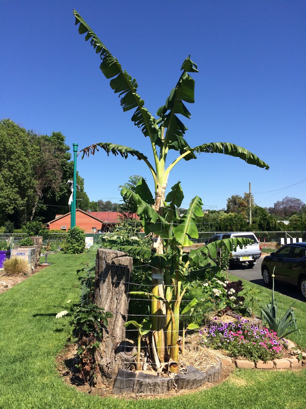 Bungam Community Garden | park | 605 Englehardt St, Albury NSW 2640, Australia