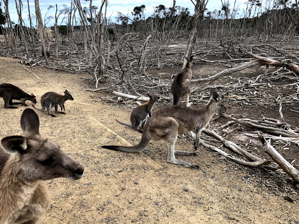 Kangaroo Feeding point | Cowes VIC 3922, Australia