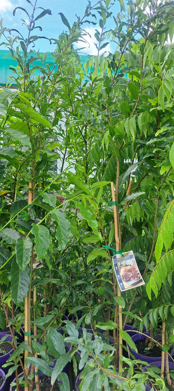 Plantastic Nursery | 522 Wingham Rd, Taree NSW 2430, Australia | Phone: (02) 6552 2308