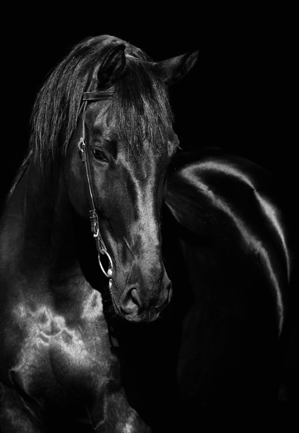 Lucky Horse Sitting | 26 Nikau Cres, Nerang QLD 4211, Australia | Phone: 0478 016 747
