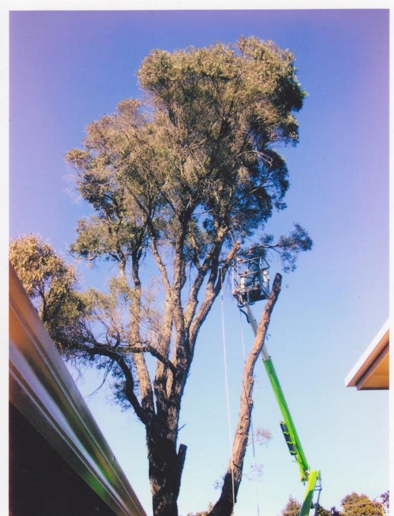 Falknaus Professional Tree Lopping Service |  | 298 Hursley Rd, Glenvale QLD 4350, Australia | 0418756173 OR +61 418 756 173