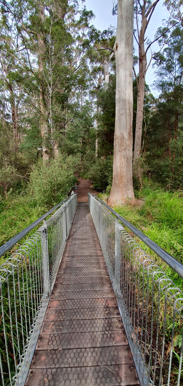 Valley of the Giants Tree Top Walk | park | Valley of the Giants Rd, Tingledale WA 6333, Australia | 0898408263 OR +61 8 9840 8263
