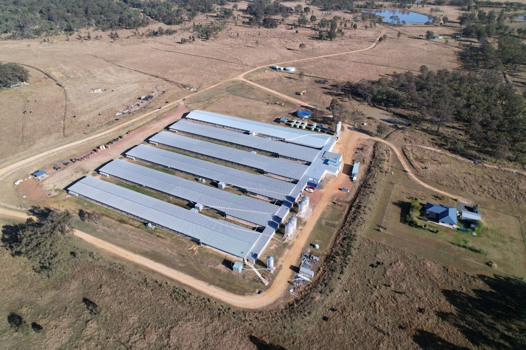 Hendon Farm Darwalla | 1001 Hendon Victoria Hill Rd, Talgai QLD 4362, Australia | Phone: (07) 4666 2330