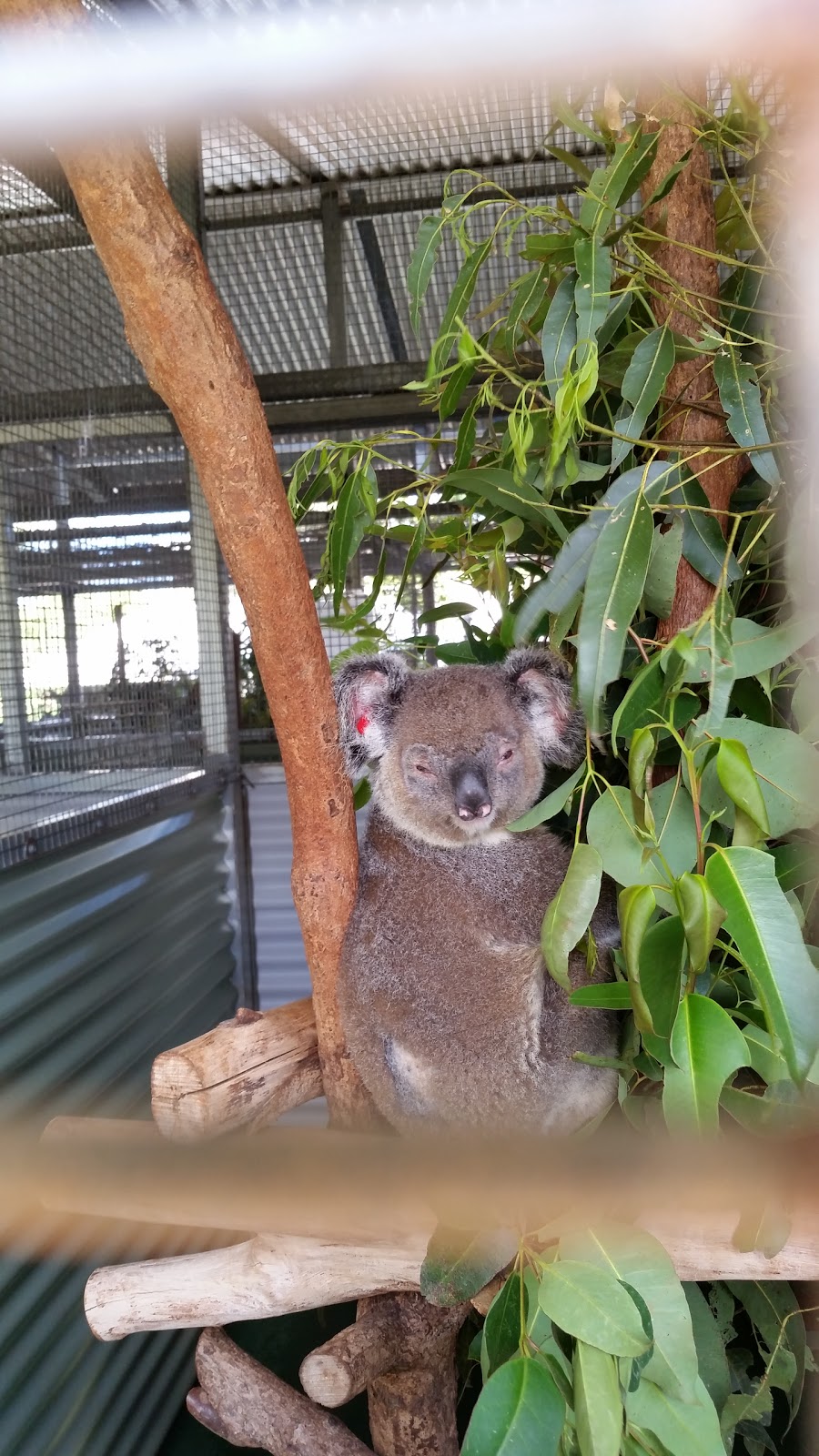 Australia Zoo Wildlife Hospital | veterinary care | 1638 Steve Irwin Way, Beerwah QLD 4519, Australia | 0754362097 OR +61 7 5436 2097
