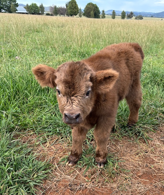 Mudgee Highlands | 106 Saleyards Ln, Mudgee NSW 2850, Australia | Phone: 0473 742 744