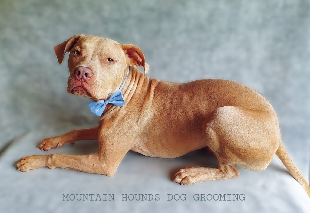 Mountain Hounds Dog Grooming |  | 31 Bullaburra Rd, Bullaburra NSW 2784, Australia | 0456096645 OR +61 456 096 645