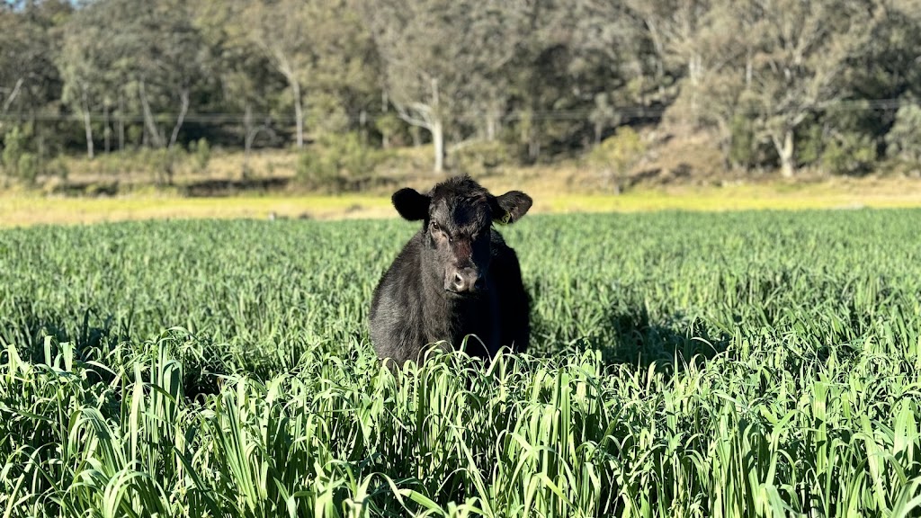 Sunhill Stud | 386 Ferndale Rd, Yarrawa NSW 2328, Australia | Phone: 0428 610 105
