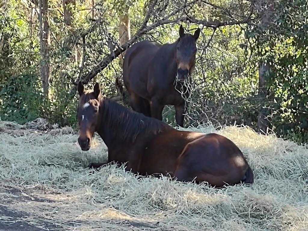 Suzanne Underwood Equine Assisted Therapy | health | Narrowleaf Rd, Advancetown QLD 4211, Australia | 0450305499 OR +61 450 305 499