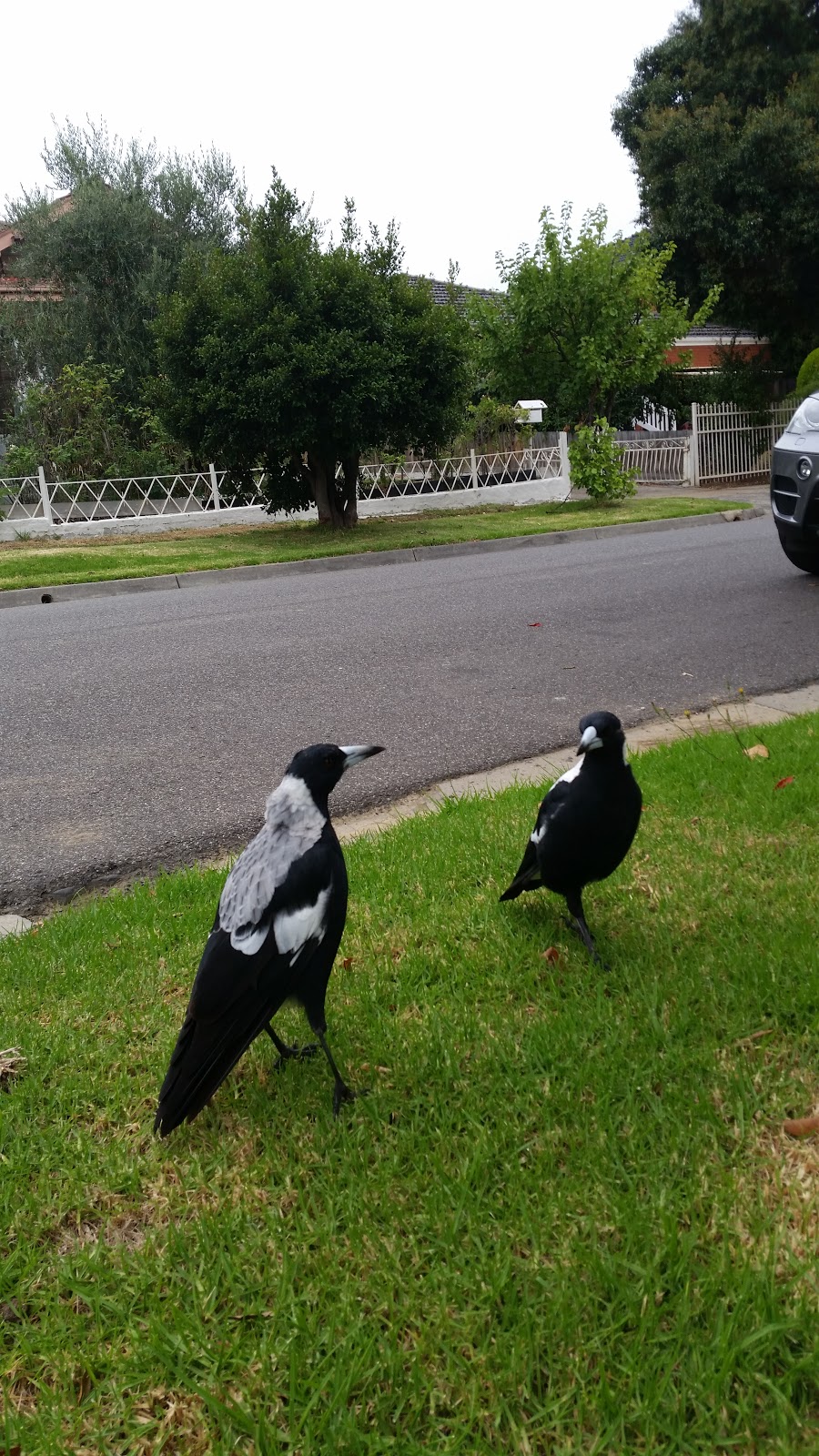 Gordon Street Reserve | park | 82 Gordon St, Deepdene VIC 3103, Australia