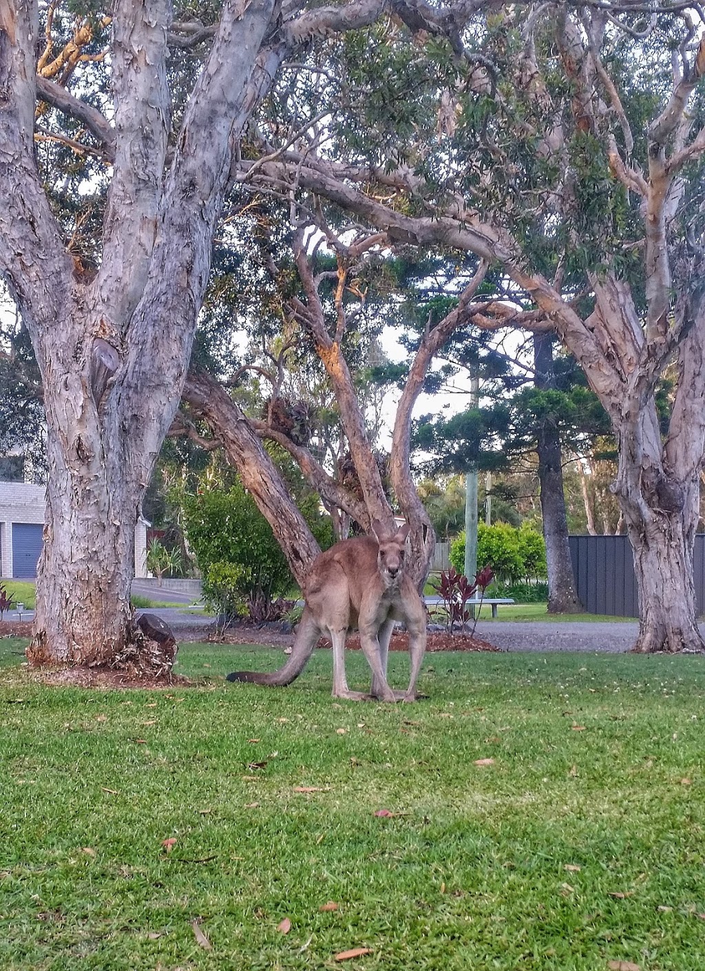 Mullaway Beach Van & Holiday Park | lodging | 2 The Boulevarde, Mullaway NSW 2456, Australia | 0266541172 OR +61 2 6654 1172