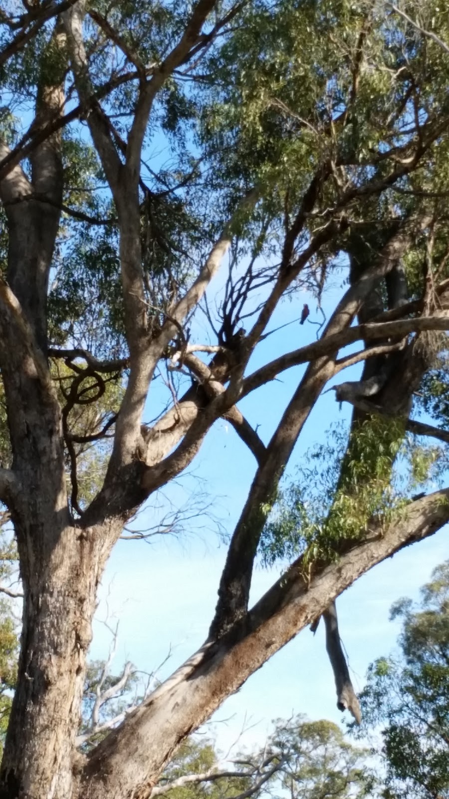 Neerabup National Park | Neerabup Rd, Neerabup WA 6031, Australia | Phone: (08) 9303 7700