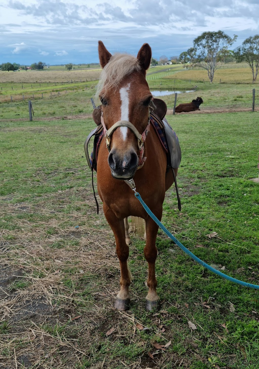 Black Horse Equine Assisted Learning | Bairnsdale School Rd, Yorklea NSW 2470, Australia | Phone: 0419 093 445