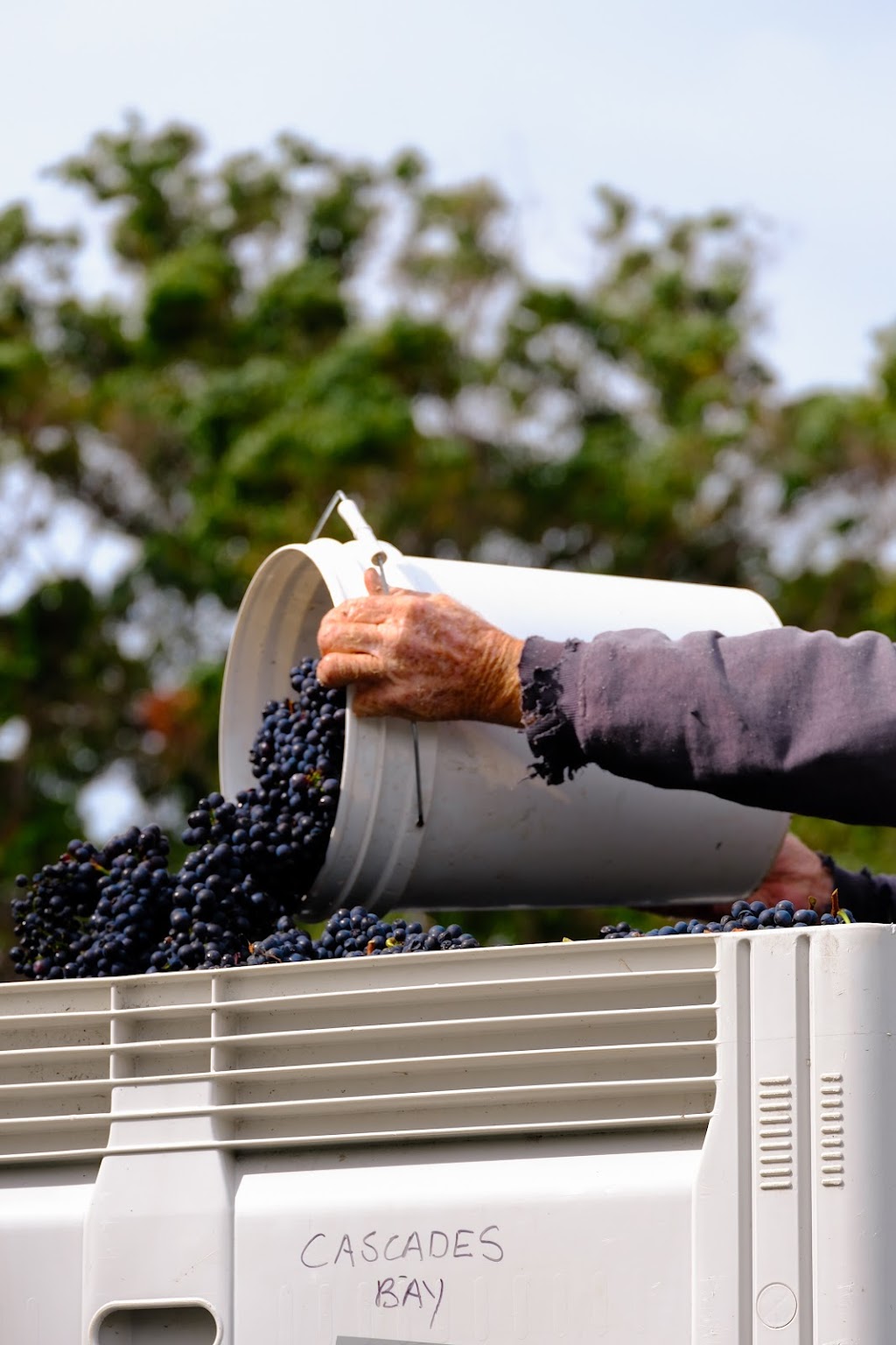 Cascades Bay Wines | 35 Shelly Beach Rd, Koonya TAS 7187, Australia | Phone: 0417 382 680