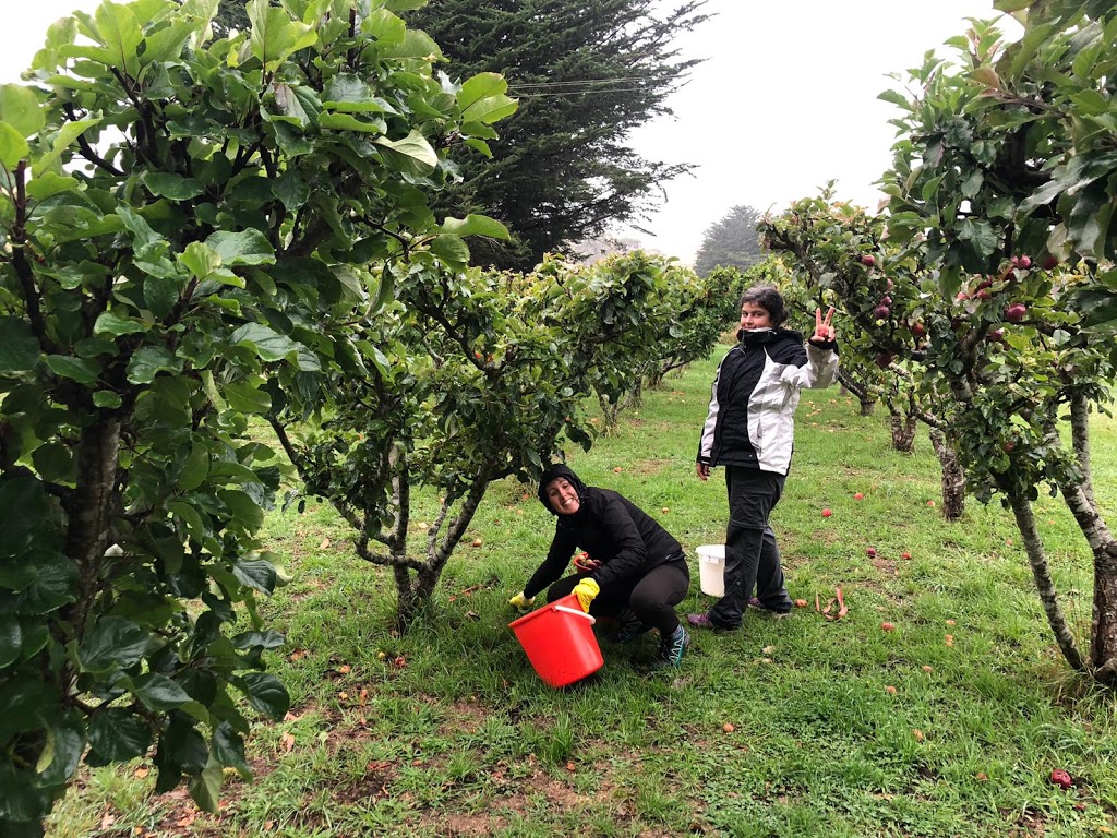 Wilmot Hills Orchard & Distillery | 407 Back Rd, Wilmot TAS 7310, Australia | Phone: 0439 605 999