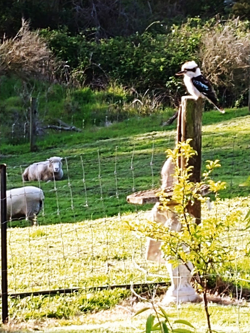 Moonaree Cabin | 66 Narrawong Cemetery Rd, Narrawong VIC 3285, Australia | Phone: 0493 451 304