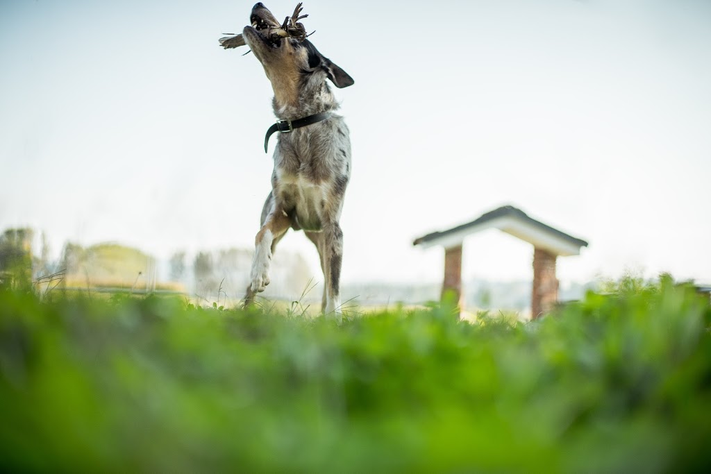 K9 Specialist Training and Rehabilitation Centre | 108 Scrubby Creek Rd, South Kempsey NSW 2440, Australia | Phone: (02) 6562 4618