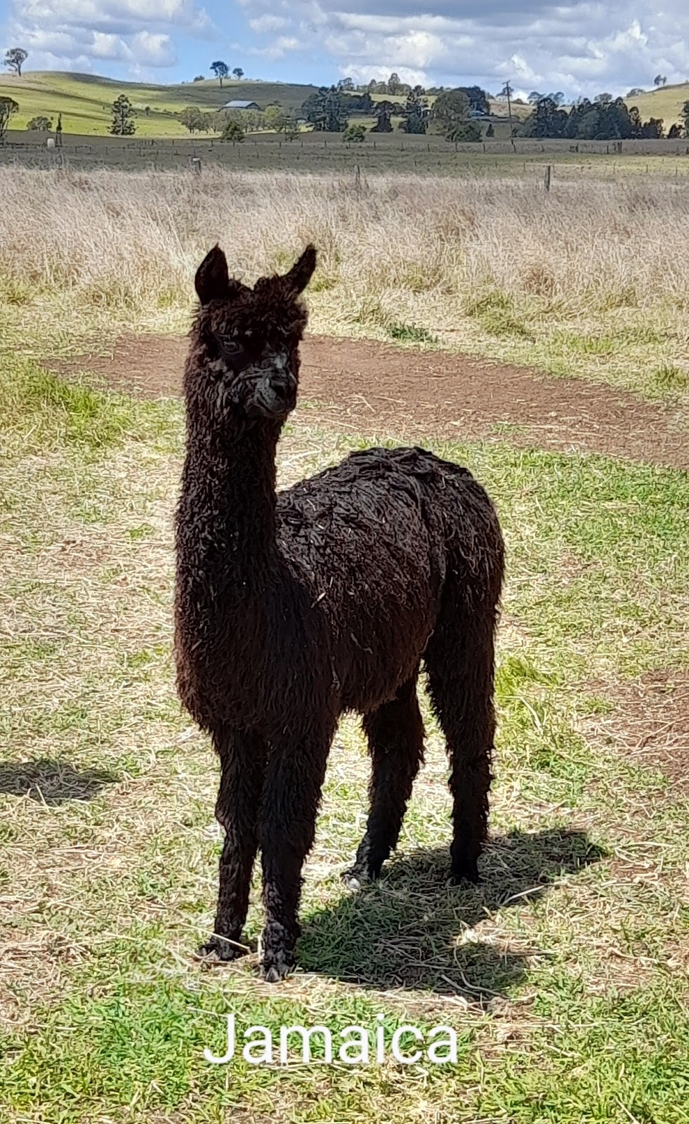Samsuri Alpacas | 320 Pechey Forestry Rd, Pechey QLD 4352, Australia | Phone: 0418 748 585