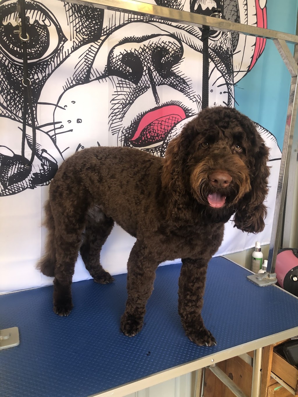 Scruffy 2 Fluffy Dog Grooming | Sanctuary Dr, Bertram WA 6167, Australia | Phone: 0420 601 607