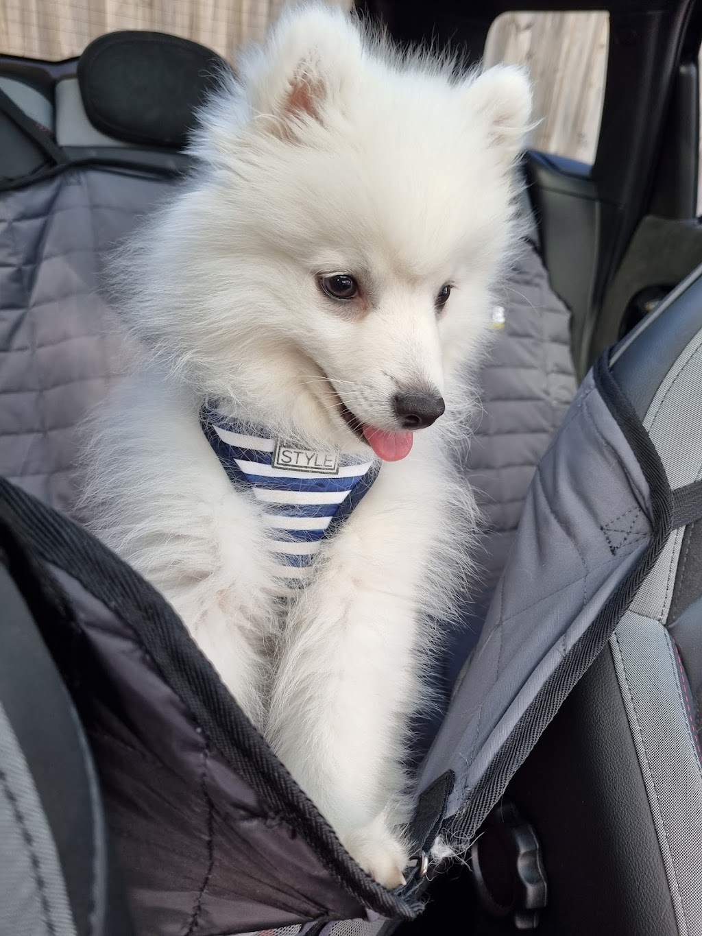 Spitz N Polish Dog Grooming | 690 Barkers Lodge Rd, Mowbray Park NSW 2571, Australia | Phone: 0434 994 666