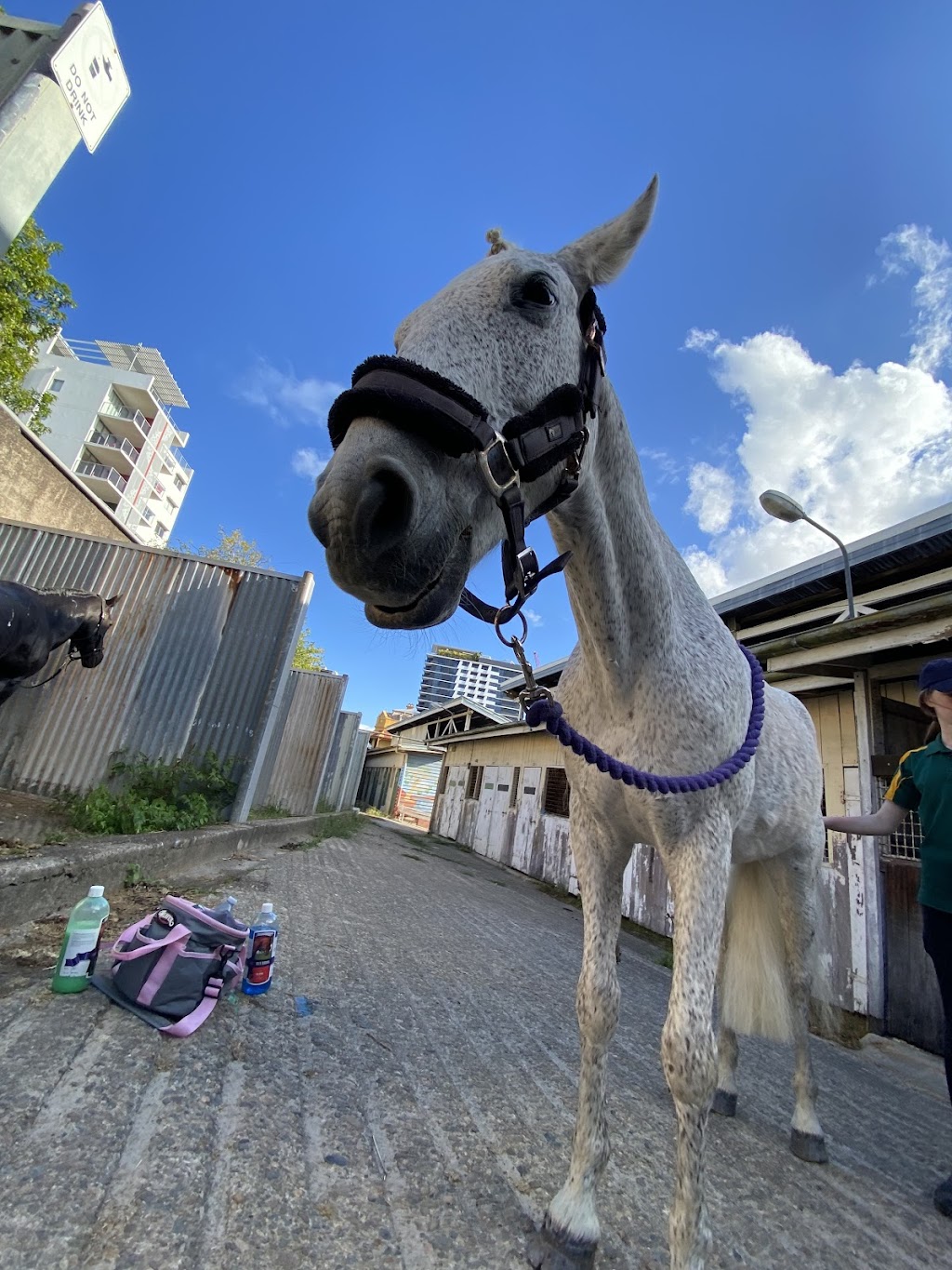 Exhibition Equestrian Centre | 461 Rosewood Laidley Rd, Lanefield QLD 4340, Australia | Phone: 0481 725 789