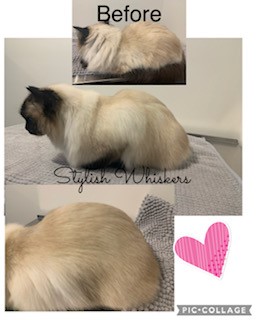 Stylish Whiskers Cat Grooming | Main, Kanmantoo SA 5252, Australia | Phone: 0429 344 975