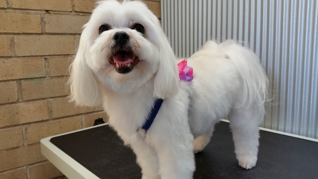 Sassy Paws Dog Grooming | 53 Rockley Ave, Baulkham Hills NSW 2153, Australia | Phone: 0404 913 126