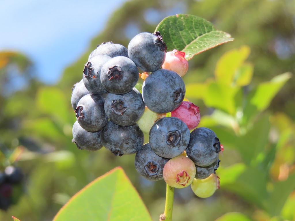 Cherokee Blueberry Farm | 901 Gap Rd, Cherokee VIC 3434, Australia | Phone: 0437 306 544