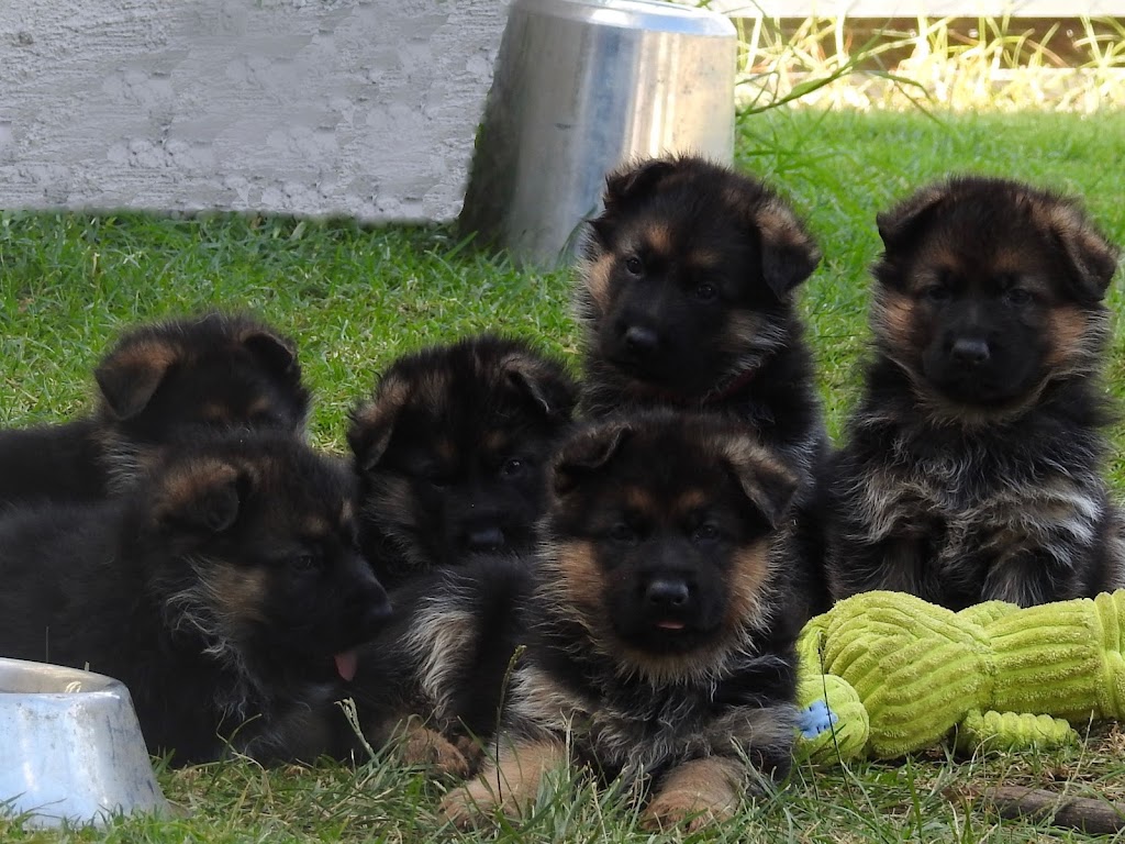 Kingvale German Shepherds | 431 Railway Parade, Balmoral NSW 2571, Australia | Phone: 0419 688 019