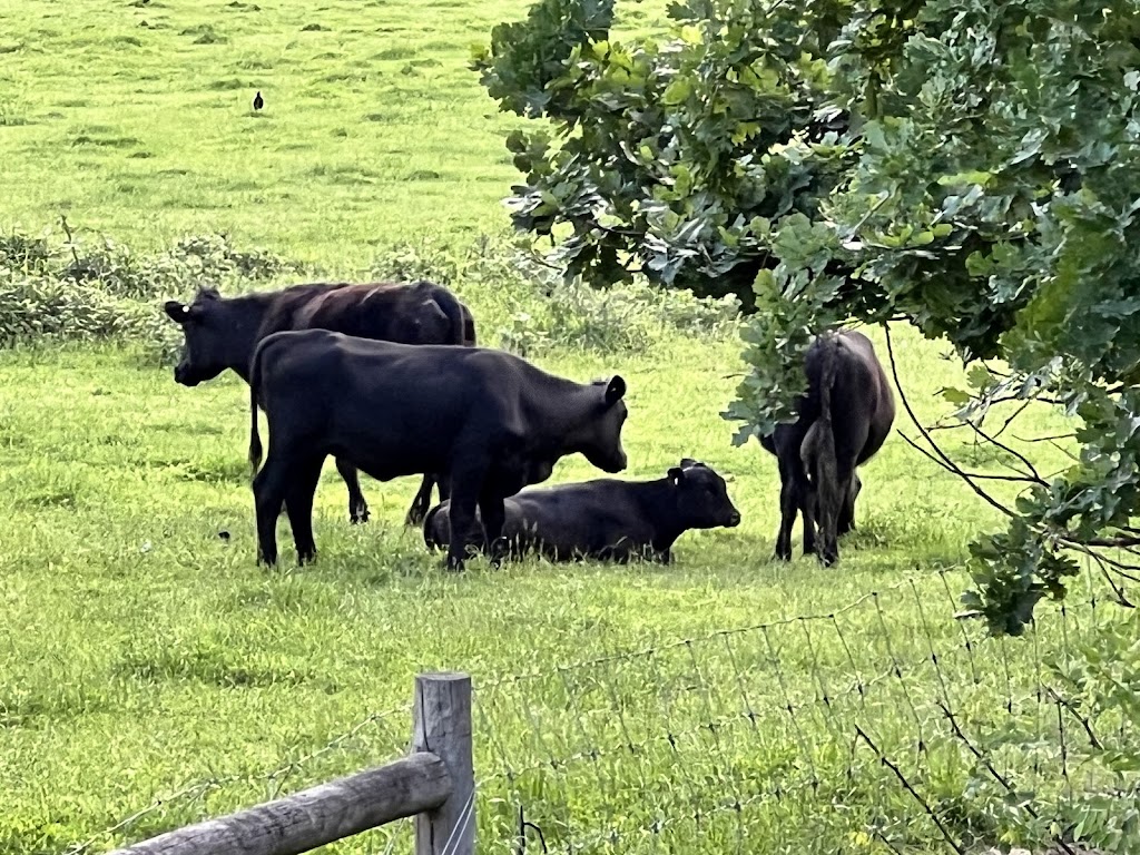 Riverstone Station | 380 Cathedral Ln, Taggerty VIC 3714, Australia | Phone: 0419 464 298