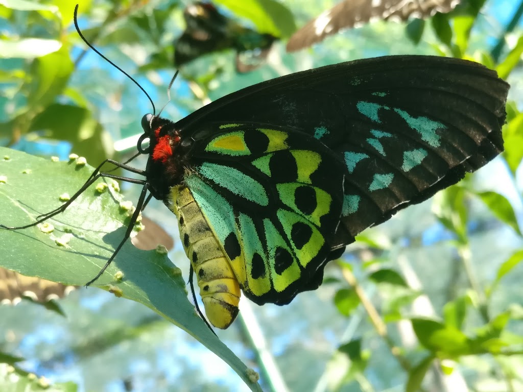 Bribie Island Butterfly House | 208 First Ave, Bongaree QLD 4507, Australia | Phone: 0459 104 174