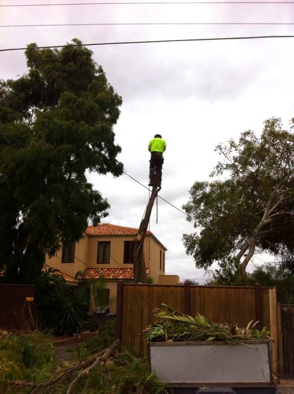 Small tree removals | 98 Oakbank Blvd, Whittlesea VIC 3757, Australia | Phone: 0416 695 138