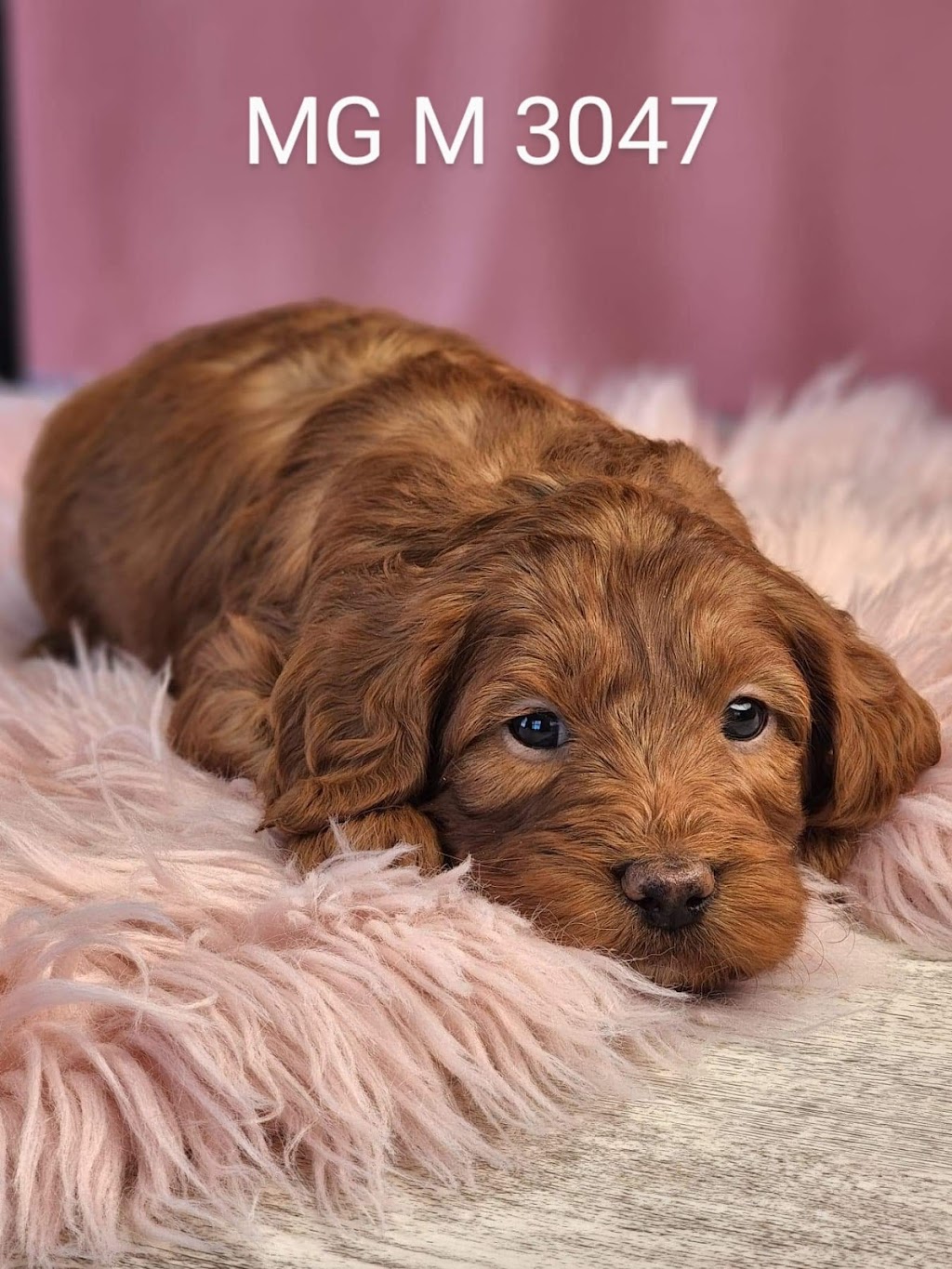 Willow Haven Puppies |  | 112 Thirteen Mile Reserve Rd, Maxwell NSW 2650, Australia | 0420237337 OR +61 420 237 337