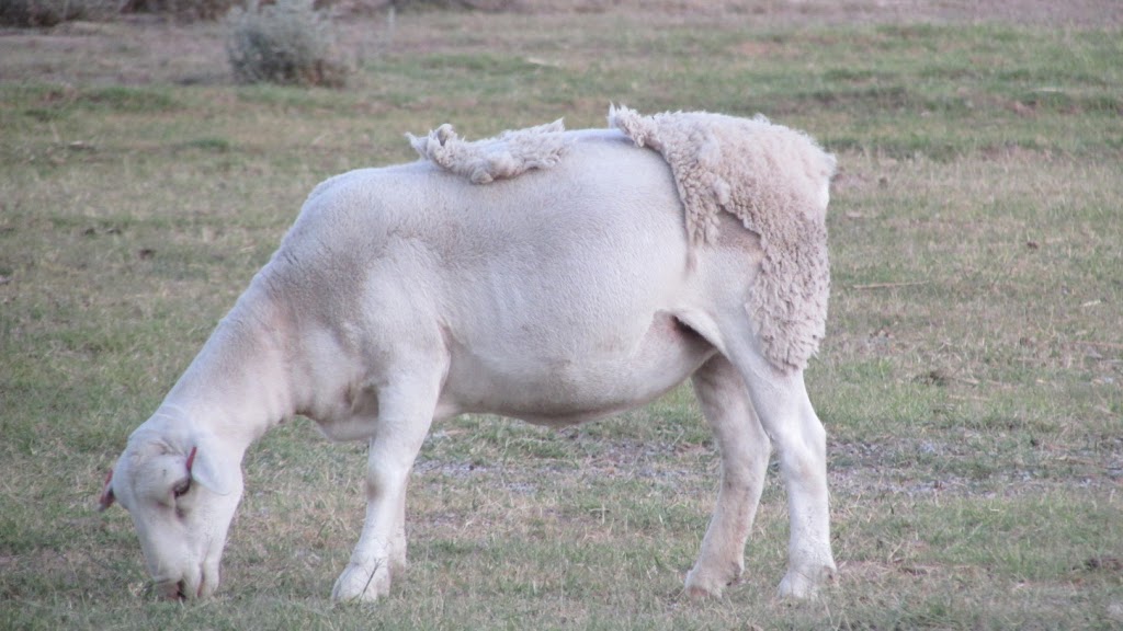 Netanya Dorpers and White Dorpers | 936 WERAH Creek Rd, Wee Waa NSW 2388, Australia | Phone: (02) 6796 2267