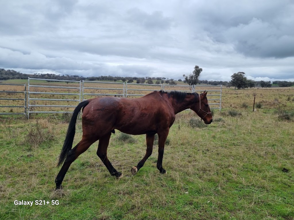 Bathurst Tack Box | 10 Eleven Mile Dr, Kelso NSW 2795, Australia | Phone: 0412 470 706