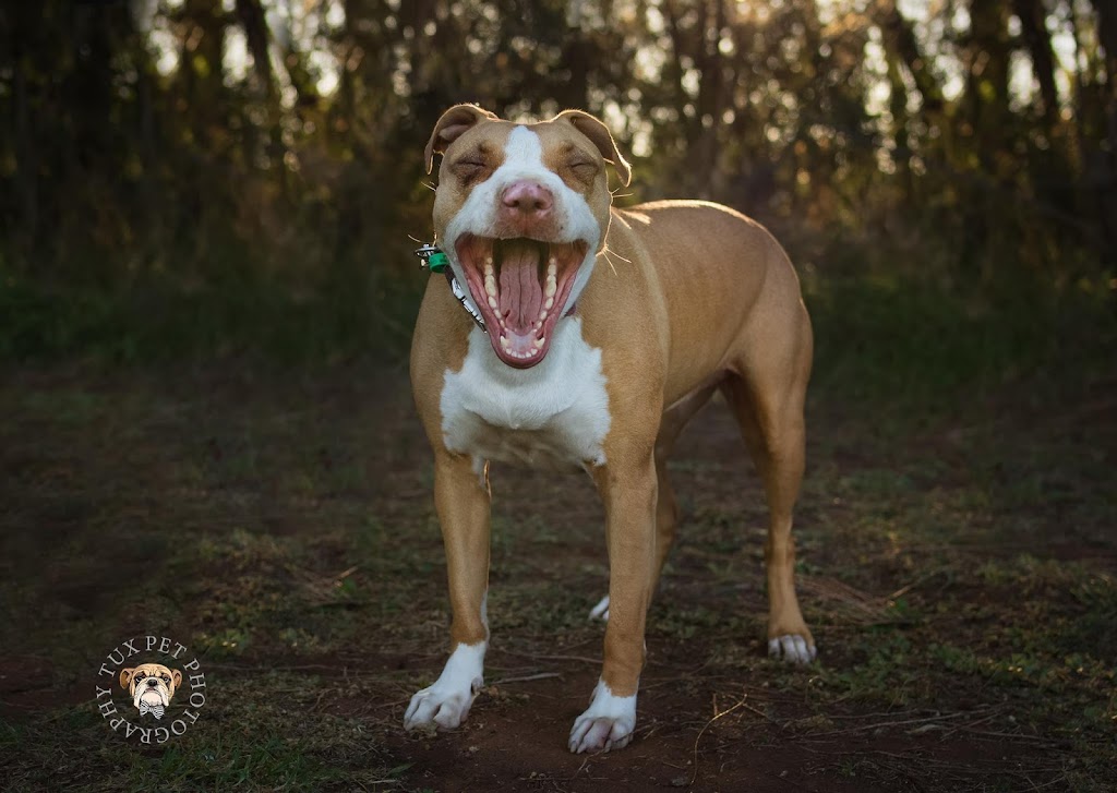 Tux Pet Photography | 284 McCulloch St, Broken Hill NSW 2880, Australia | Phone: 0419 421 933