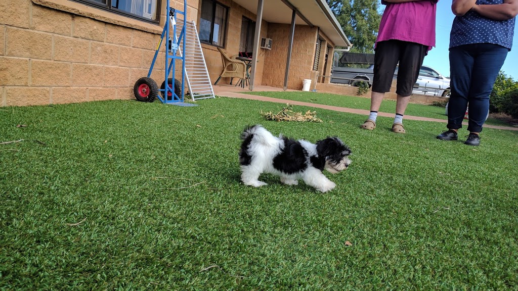 Peak Hill Boarding Kennels | Warregal Road / Golf Club Road, Peak Hill NSW 2869, Australia | Phone: (02) 6869 1717