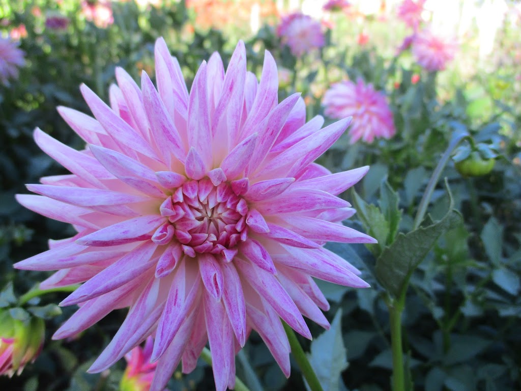 Hansfords Dahlias | 194 Hunters Rd, Ellinbank VIC 3821, Australia | Phone: 0439 610 134