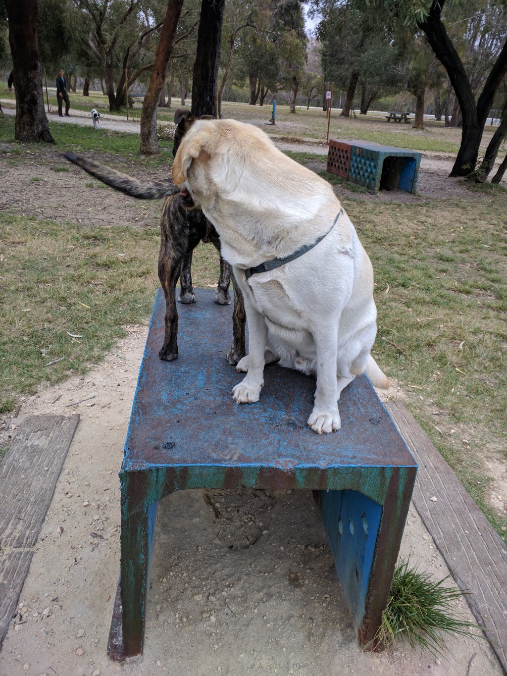 Whiteman Park Dog Park | park | Lord St, Whiteman WA 6068, Australia | 0892096000 OR +61 8 9209 6000