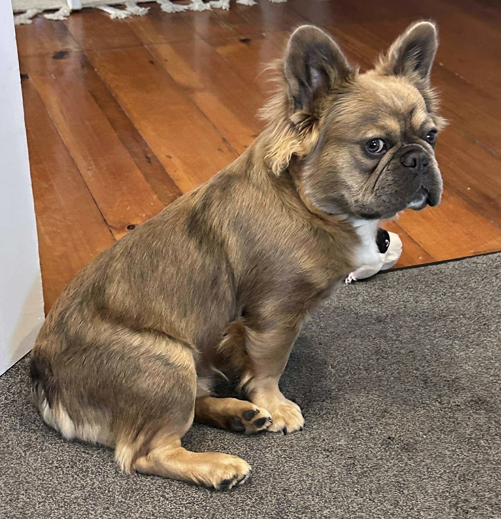 BIBBYBOO FRENCH BULLDOGS | Gatton Esk Rd, Mount Hallen QLD 4312, Australia | Phone: 0411 823 322