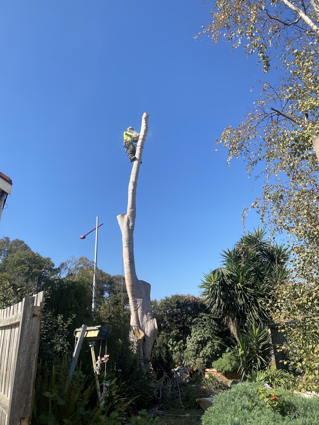 Victorian Tree Specialists | 281 Blackburn Rd, Blackburn South VIC 3130, Australia | Phone: 1300 604 510