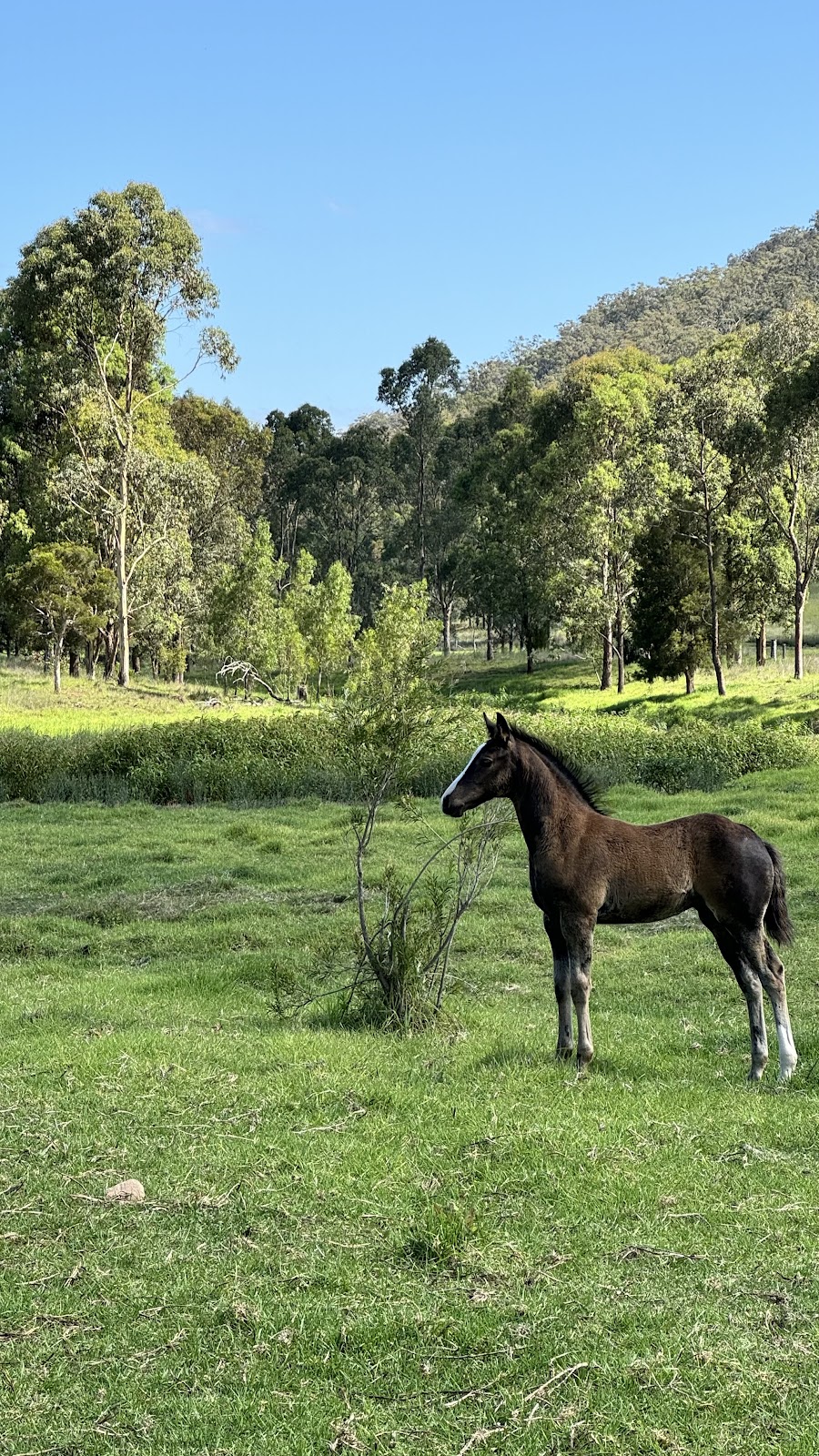 Sunhill Stud | 386 Ferndale Rd, Yarrawa NSW 2328, Australia | Phone: 0428 610 105
