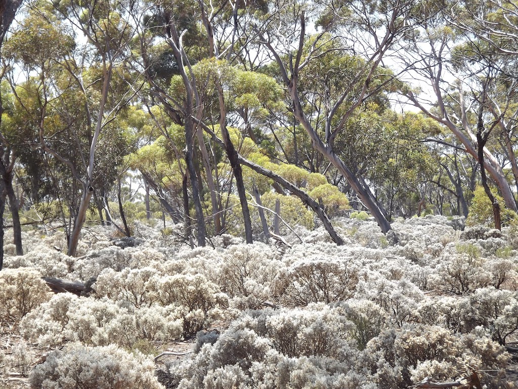 The Great Western Woodlands | 117 Roberts St, Norseman WA 6443, Australia | Phone: 0400 908 834
