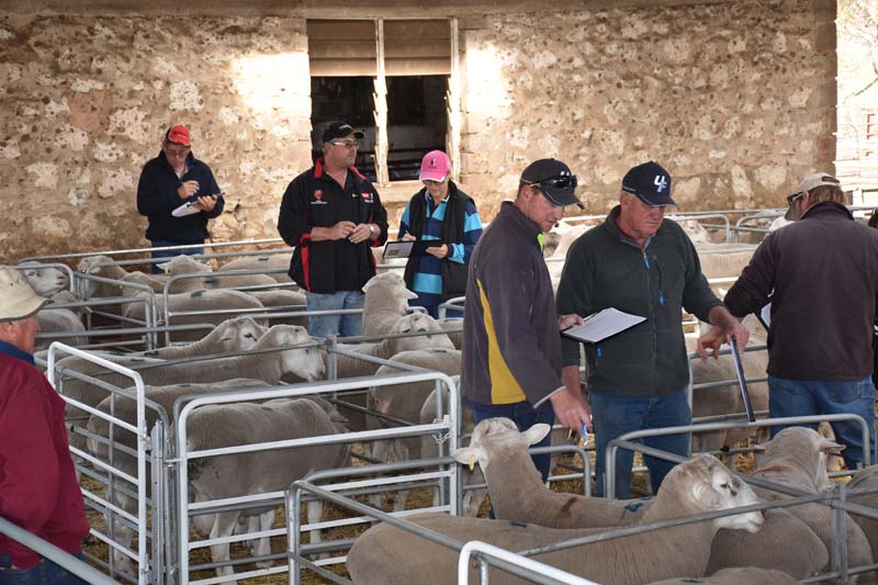 Illoura White Suffolk Sheep Stud | 392 Old Dukes Hwy, Moorlands SA 5301, Australia | Phone: 0407 580 925